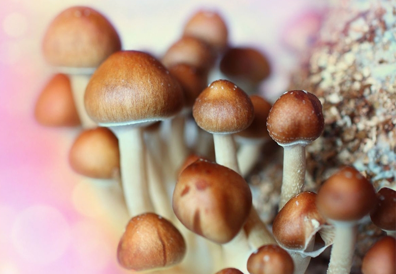 Magic Mushrooms vs Magic Truffles | Was Sie wissen müssen